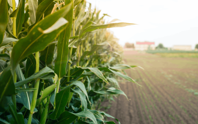 Producción e inversión agrícola (CIMA)
