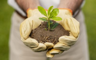 Fertilizantes organominerales (WARA)